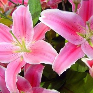 Meet your Posher, Lily